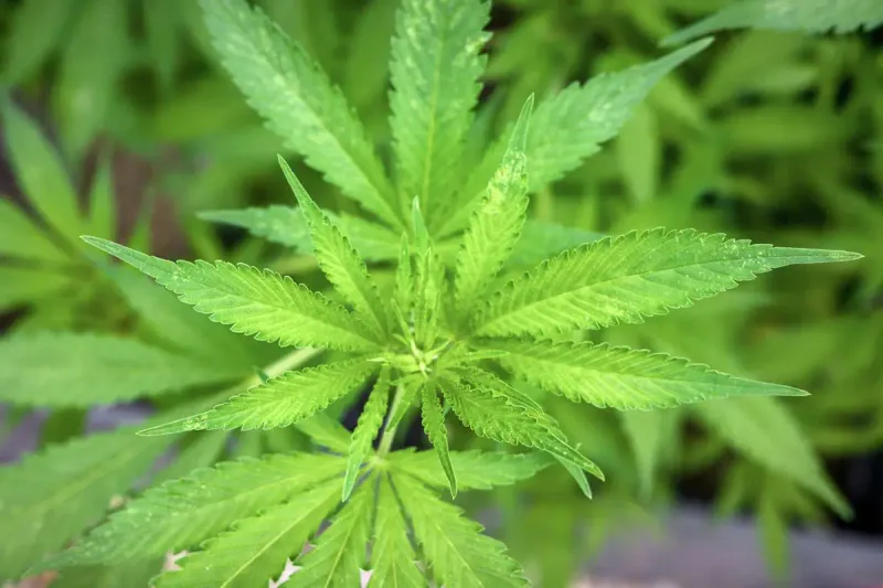 Germany cannabis