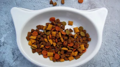 Миска с кормом для животных