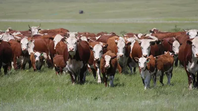 Корова, коровы, крупный рогатый скот, скотоводство, фермерское хозяйство, животноводство, пастбище