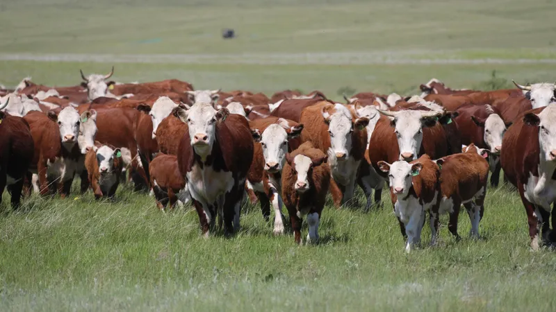 Корова, коровы, крупный рогатый скот, скотоводство, фермерское хозяйство, животноводство, пастбище