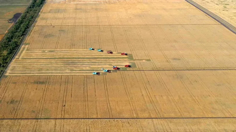 Зерно, пшеница, посев, сельское хозяйство, сельхозтехника, комбайнеры, сельскохозяйственная техника, сбор зерна, урожай