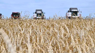 Зерно, пшеница, посев, сельское хозяйство, сельхозтехника, комбайнеры, сельскохозяйственная техника, сбор зерна, урожай