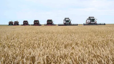 Зерно, пшеница, посев, сельское хозяйство, сельхозтехника, комбайнеры, сельскохозяйственная техника, сбор зерна, урожай