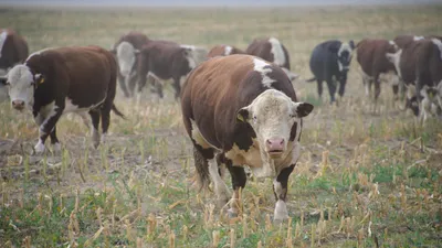 Корова, коровы, крупный рогатый скот, скотоводство, фермерское хозяйство, животноводство, пастбище