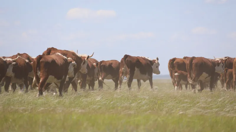 Корова, коровы, крупный рогатый скот, скотоводство, фермерское хозяйство, животноводство, пастбище