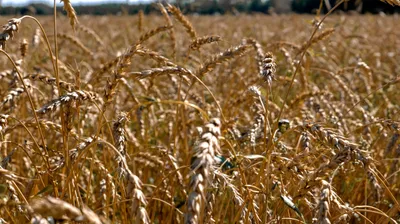 Зерно, пшеница, посев, сбор зерна, урожай, сельское хозяйство 