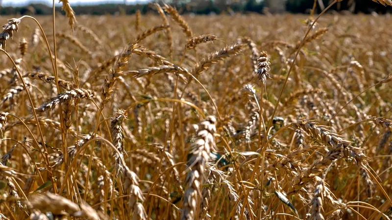 Зерно, пшеница, посев, сбор зерна, урожай, сельское хозяйство 