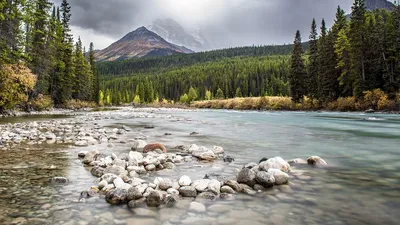 Горная река, лес