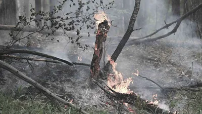 Лесной пожар, лесные пожары, пожар в лесу, горящий лес, природный пожар, возгорание в лесу