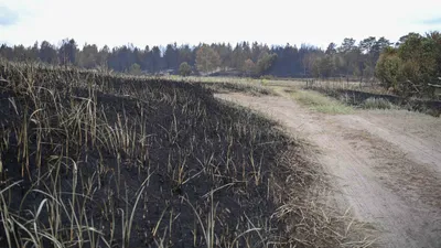 Лесной пожар, лесные пожары, пожар в лесу, горящий лес, природный пожар, возгорание в лесу