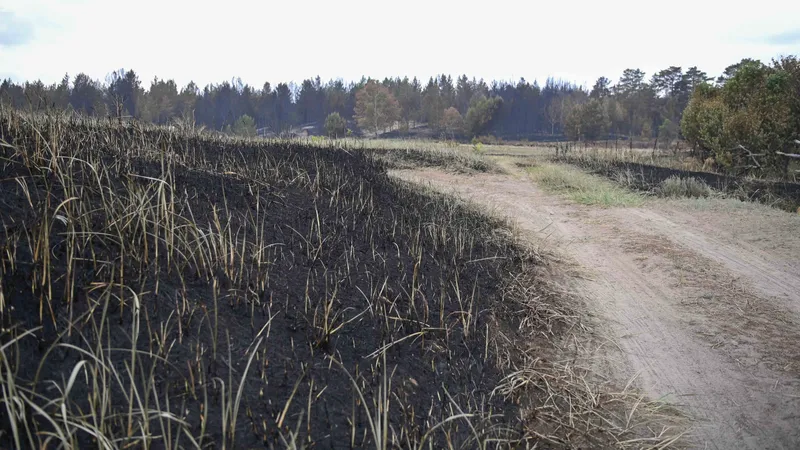Лесной пожар, лесные пожары, пожар в лесу, горящий лес, природный пожар, возгорание в лесу