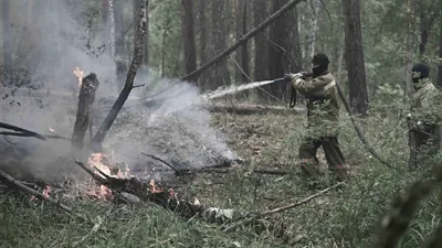 Лесной пожар, лесные пожары, пожар в лесу, горящий лес, природный пожар, возгорание в лесу, пожарный, пожарные, пожарная служба
