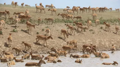 Сайгаки, водоем 