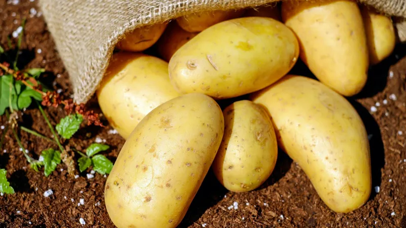 Картофель, картошка, овощи