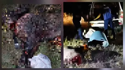 браконьеры, кабан, охота, полиция