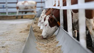 Корова, коровы, крупный рогатый скот, скотоводство, фермерское хозяйство, животноводство, ферма