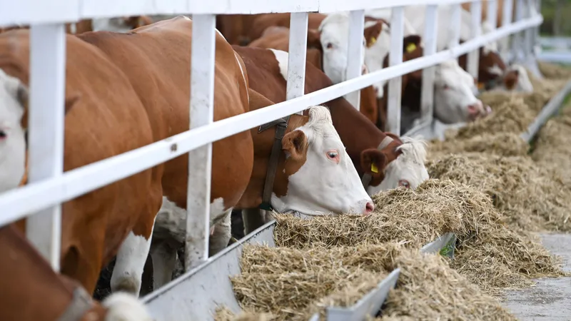 Корова, коровы, крупный рогатый скот, скотоводство, фермерское хозяйство, животноводство, ферма