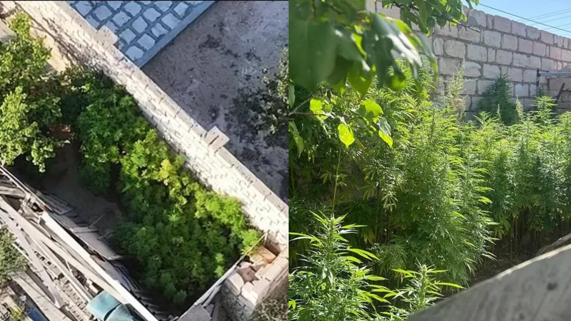 конопля, марихуана, наркотики