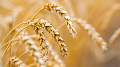 Зерно, пшеница, посев, сельское хозяйство, сельхозтехника, комбайнеры, сельскохозяйственная техника, сбор зерна, урожай