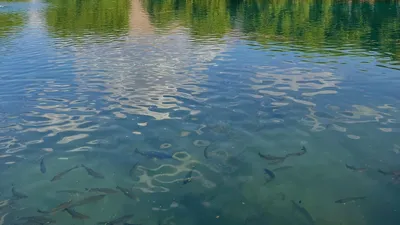 Рыбы в озере