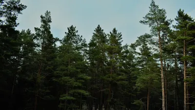 лес, Семей Орманы, деревья