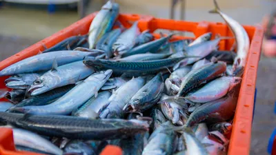 Рыболовство, рыбак, рыбаки, рыбалка, ловля рыбы, рыба, рыбы