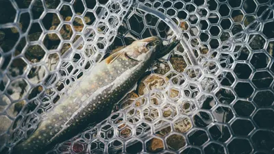 Рыболовство, рыбак, рыбаки, рыбалка, ловля рыбы, рыба, рыбы