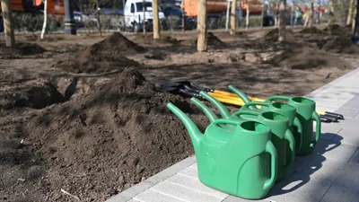 Посадка деревьев, высадка деревьев, высадка саженцев, посадка саженцев, озеленение, саженцы