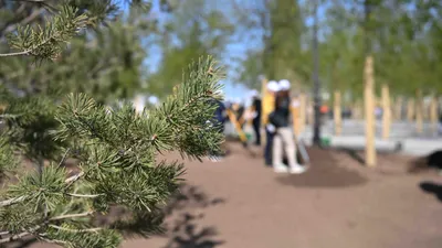 Посадка деревьев, высадка деревьев, высадка саженцев, посадка саженцев, озеленение, саженцы