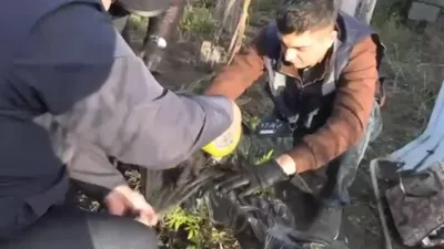 конопля, фитолаборатория, выращивание, растения, наркотики