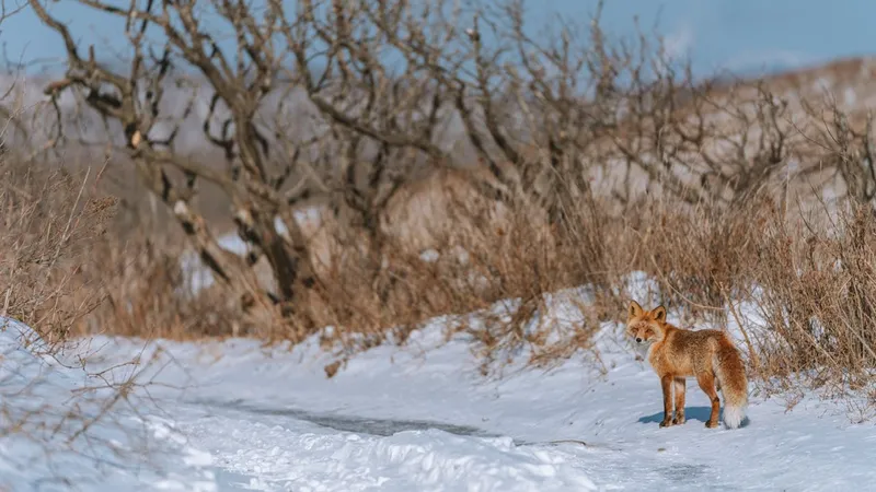 Лиса, животные, звери, природа