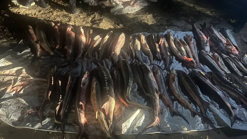 рыба, осетровые, вылов, браконьерство