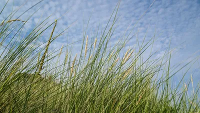 Трава на лугу