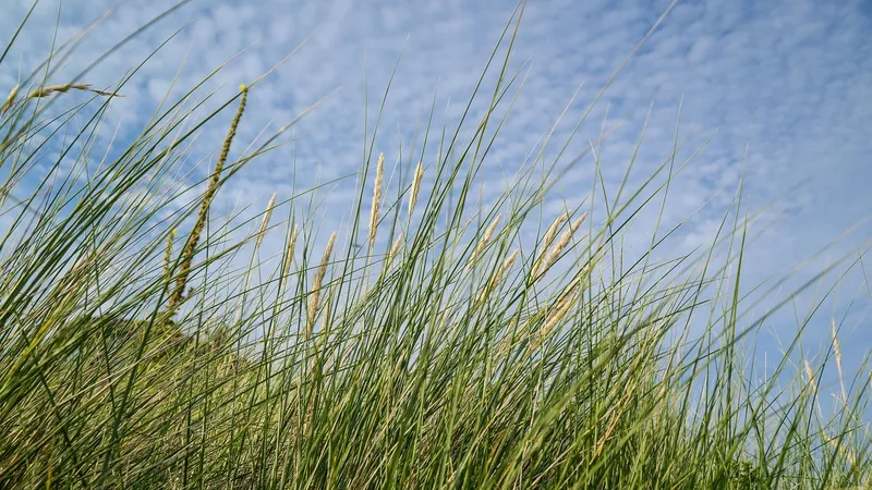 Трава на лугу