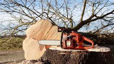 Рубка дерева, поваленное дерево