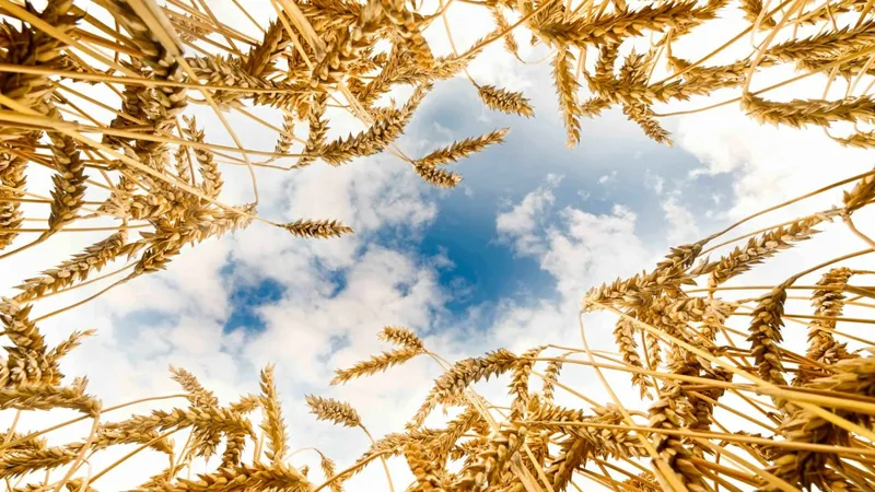 урожай зерновых, МСХ