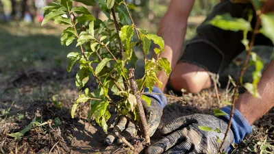 саженец, посадка, грунт