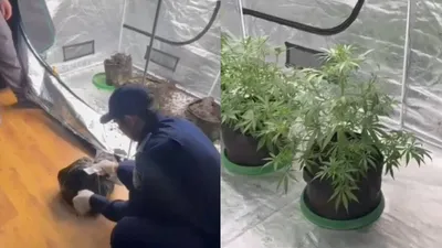 полиция, наркотики, марихуана