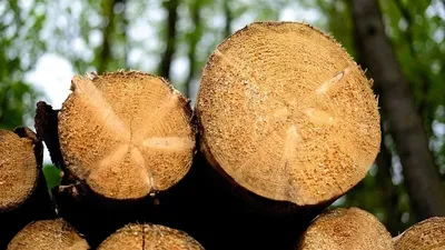 Лесоматериалы, древесина