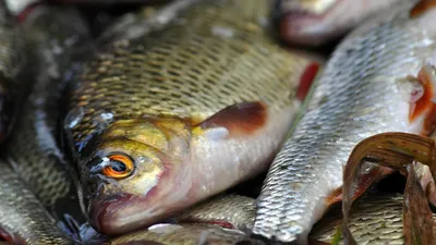 рыбное производство, рыбоводство