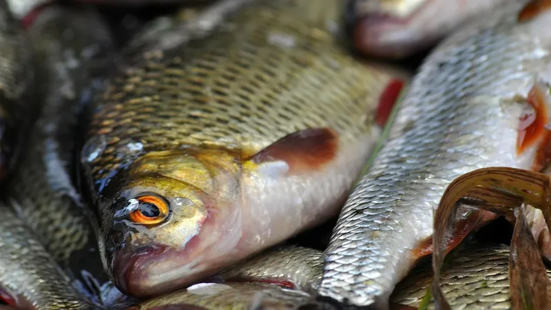 рыбное производство, рыбоводство