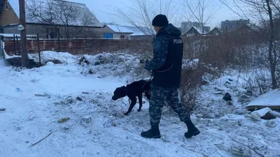 собака, кинолог, наркотики