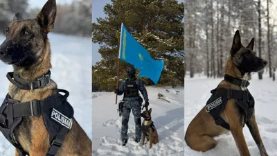 собаки, полиция