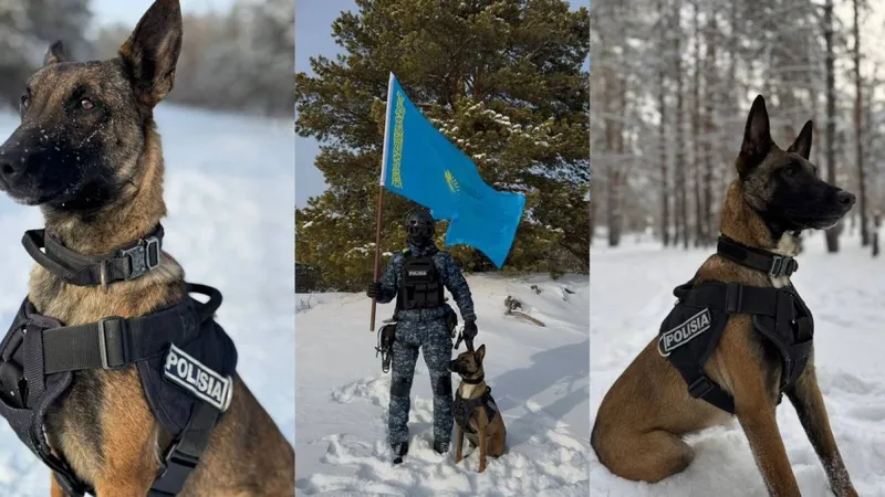 собаки, полиция