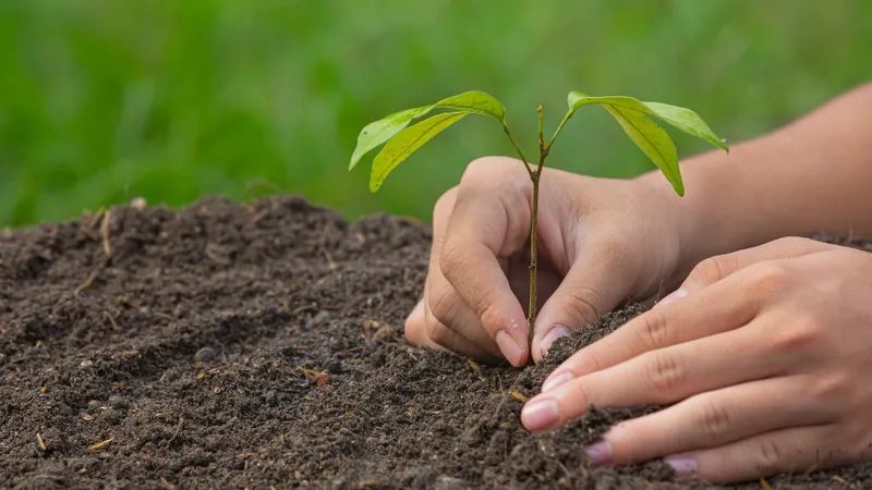 саженец, дерево, посадка