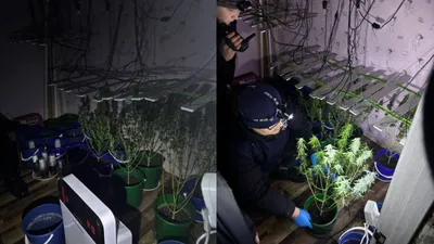 фитолаборатория, наркотики