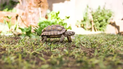 Черепаха на траве