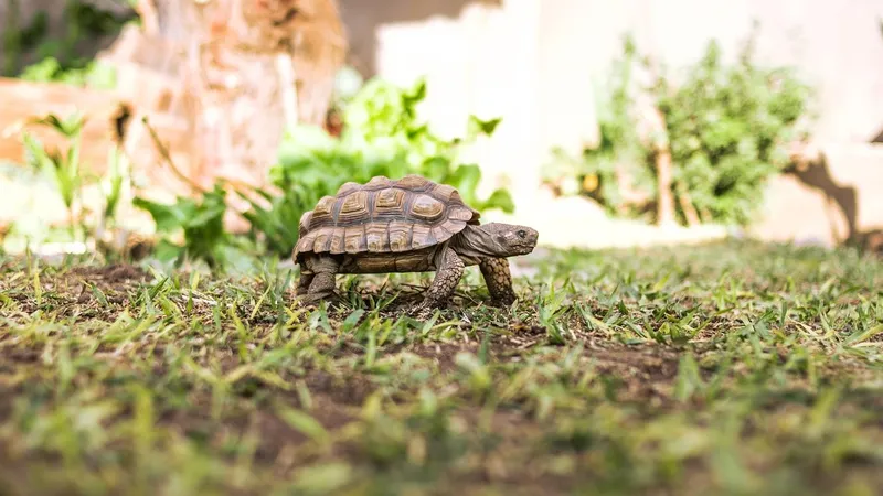 Черепаха на траве
