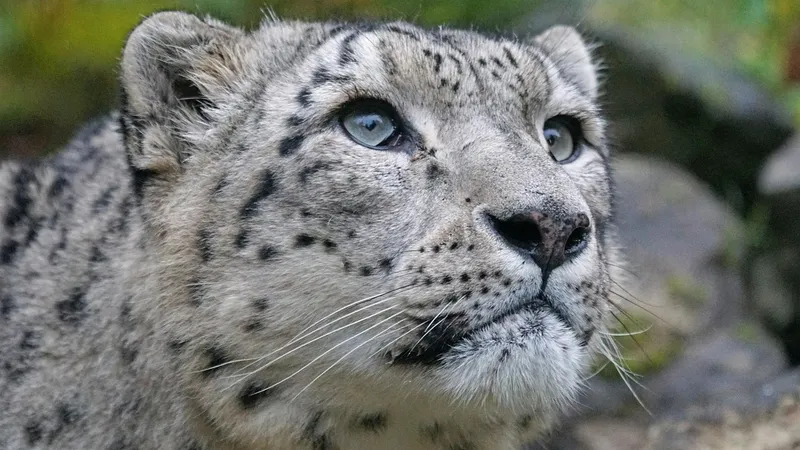 краснокнижной животное, фауна