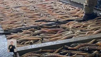 рога сайги, браконьерство, МВД